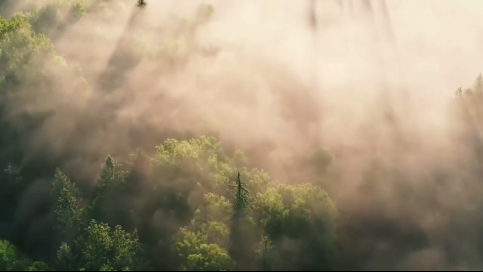 Still from Where the Forest Ends