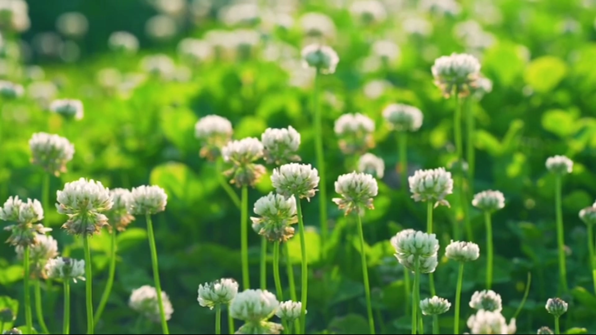 Still from Ordinary Days, Full of Flowers